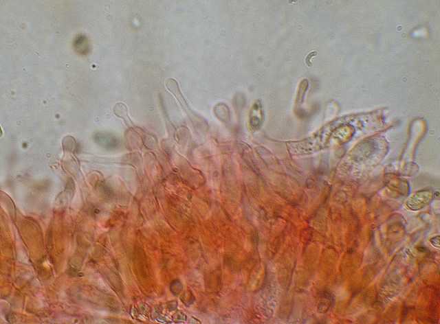 Galerina spec. Cod.DSCN 9065